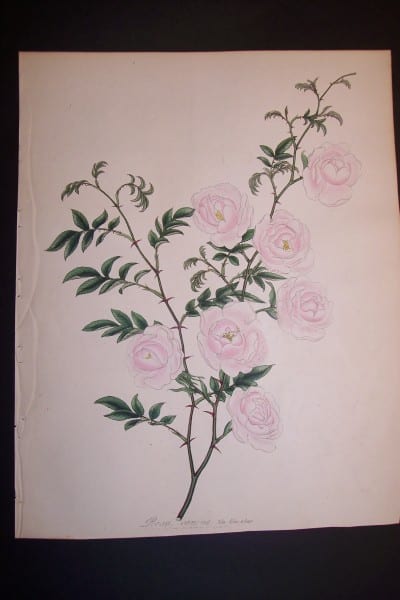 Andrews, Exquisite, Antique Rose Engraving 88. Rosa Canina.