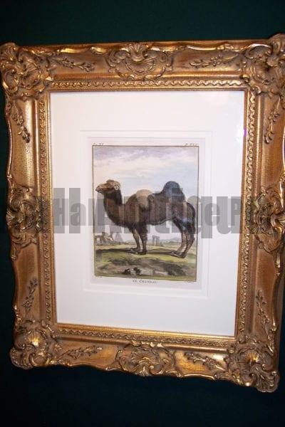 Buffon hand colored Camel Framed