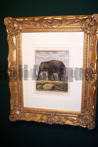 Buffon Hand Colored Engraving Framed Elephant