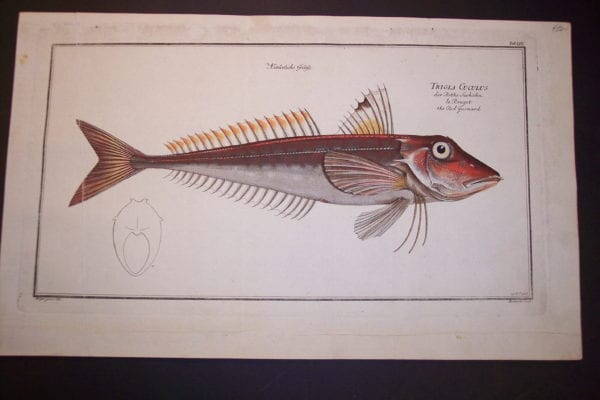 Bloch Fish Red Gurnard 