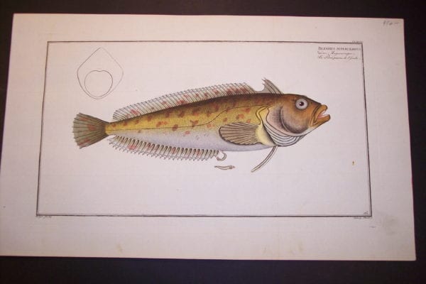 Bloch Fish Pl. CLXVIII