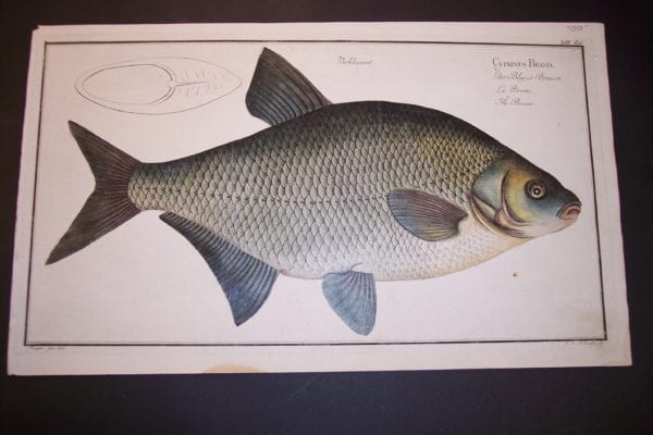 Bloch Fish Cyprinus Brama Pl. XIII