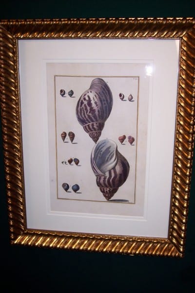 Shell Engraving Old Hand Colored Framed Gualtieri