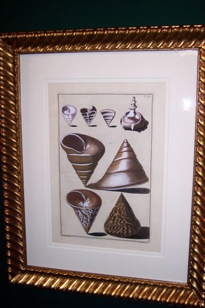 Shell Engraving Old Hand Colored Framed Gualtieri