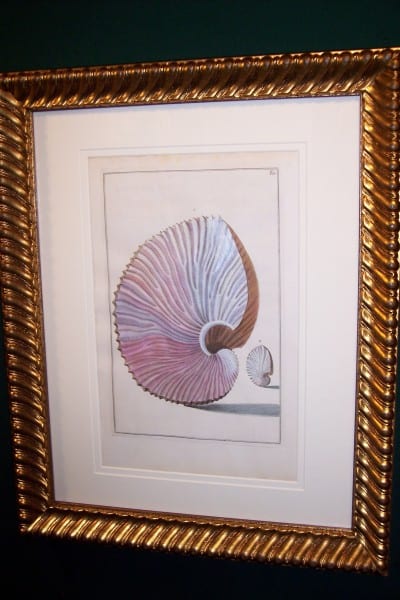 Shell Engraving Rare Hand Colored Framed Gualtieri