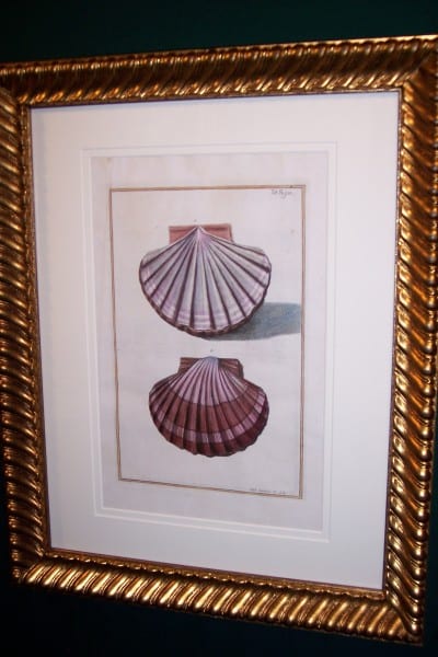 Shell Engraving Hand Colored Framed Gualtiere