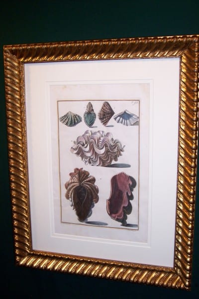 Shell Engraving Hand Colored Framed Gualtiere