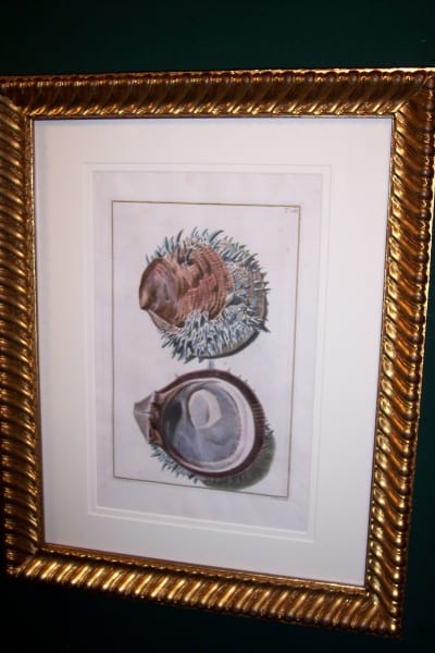 Rare Shells Engraving, Hand-Colored, Framed,, Gualtiere