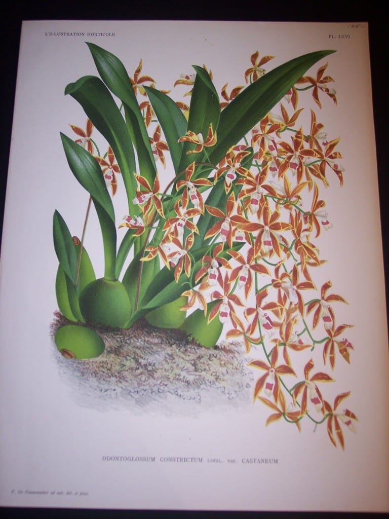 Orchid Print by Linden