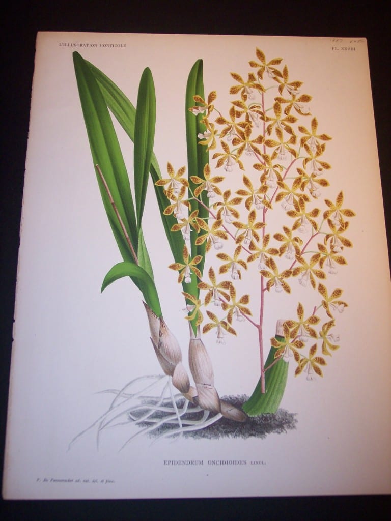 Orchid Print by Linden