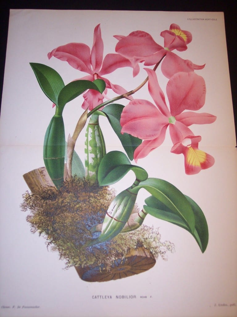 Orchids Print by Linden