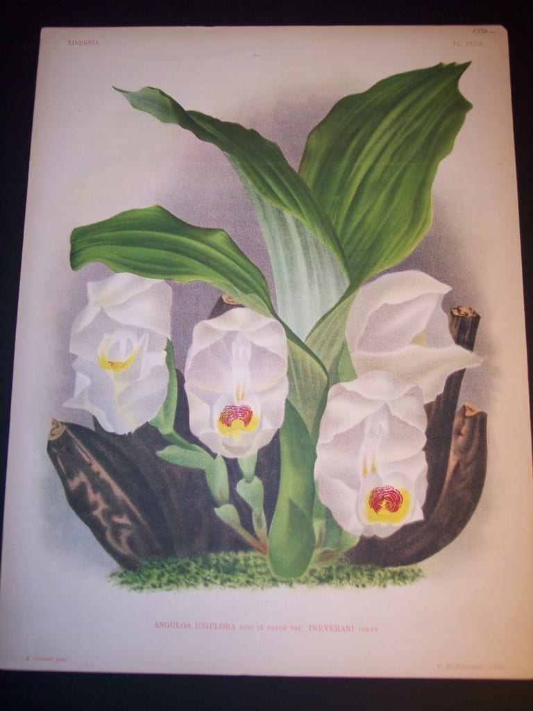 Lindenia Orchid Print