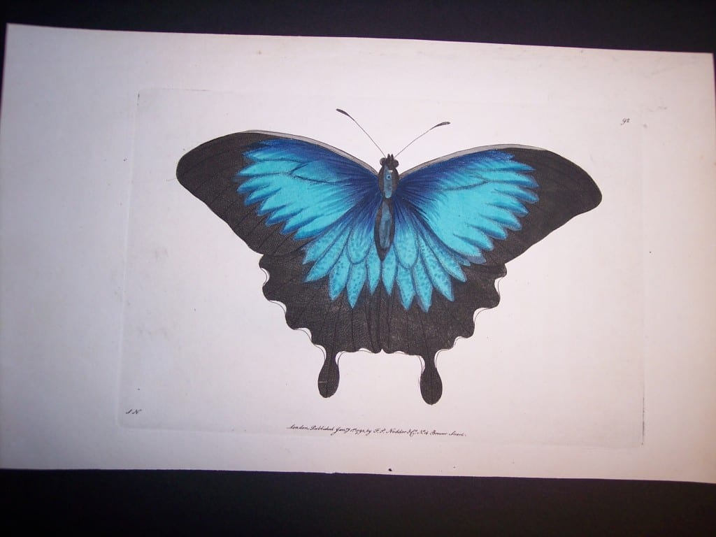 Outstanding hand colored butterfly engraving by Nodder