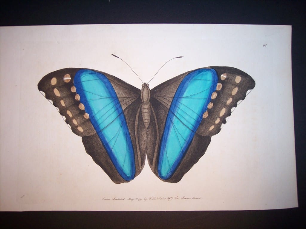 Nodder butterfly Engraving