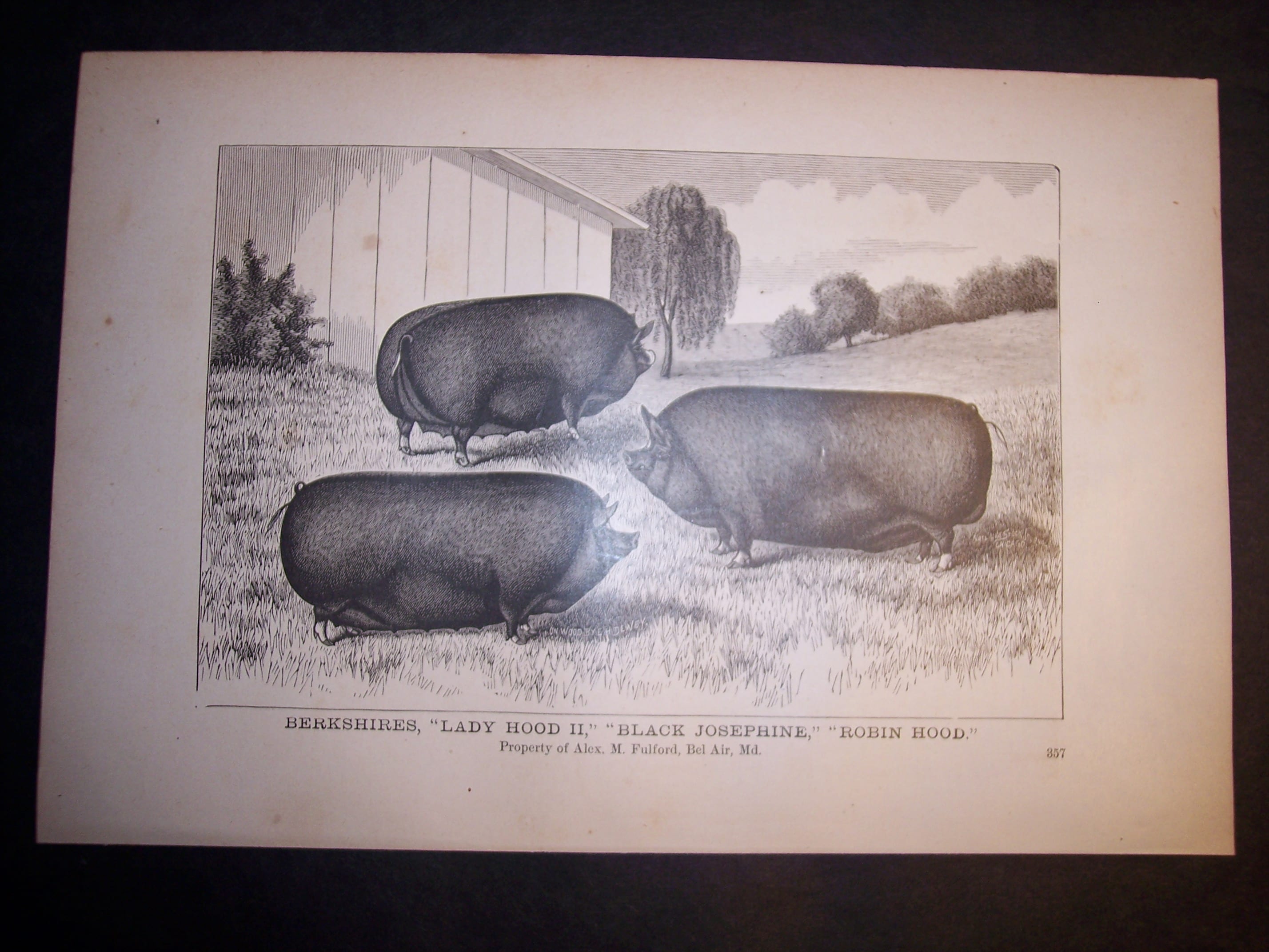 6101 Old print of pigs. Wood Engraving of pigs c.1860 Anne Hall