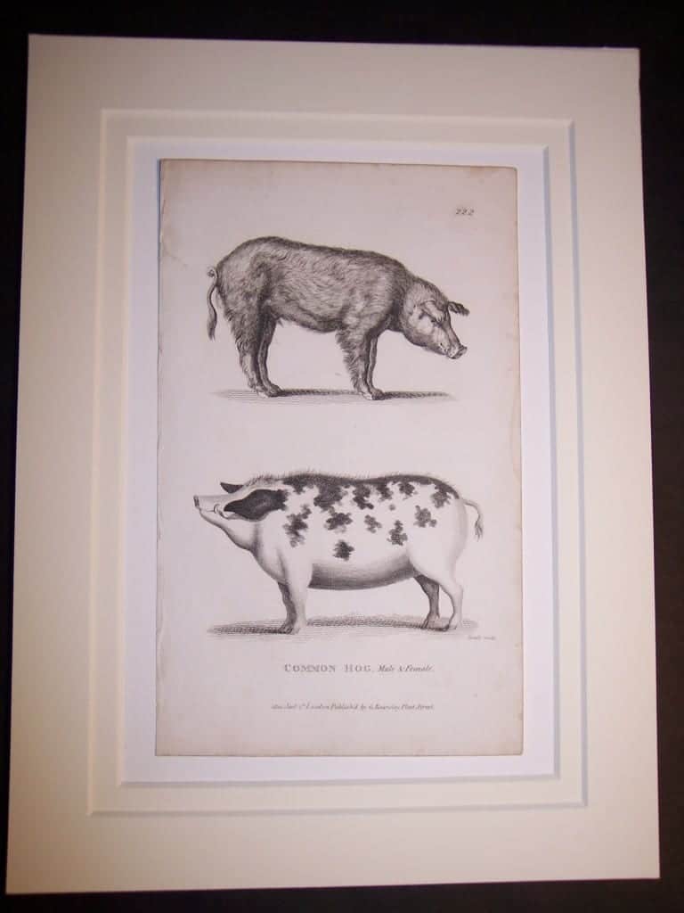 Common Hog Male and Female 1801 published by G. Kearsley fleet street london