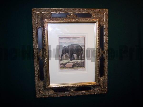 Framed Buffon Elephant Engraving