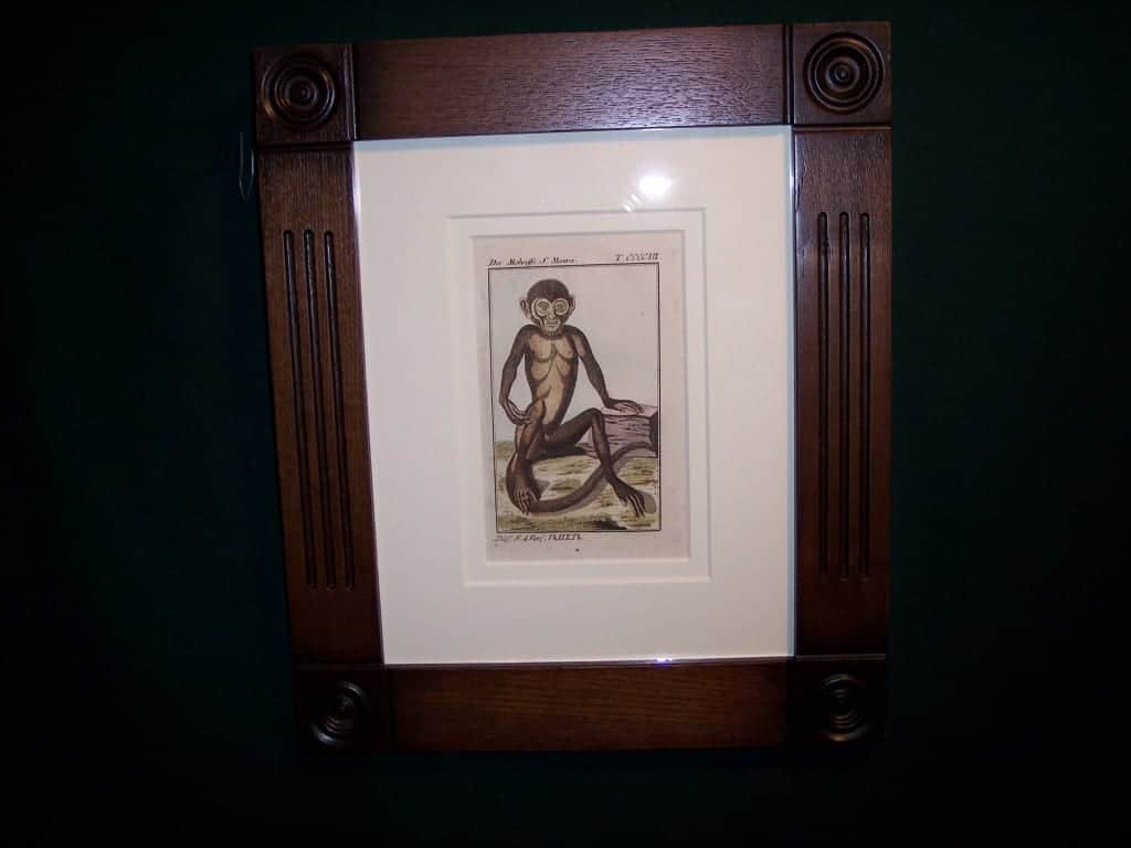 Buffon Monkey Hand colored engraving framed BFM1 $175.