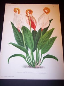 Anthurium: Hawaiian Flower Prints from 1869-1896.