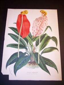 Anthurium: Hawaiian Flower Prints from 1869-1896.