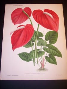 Anthurium: Hawaiian Flower Prints from 1869-1896. These are lovely hand finished color lithographs produced in Belgium.