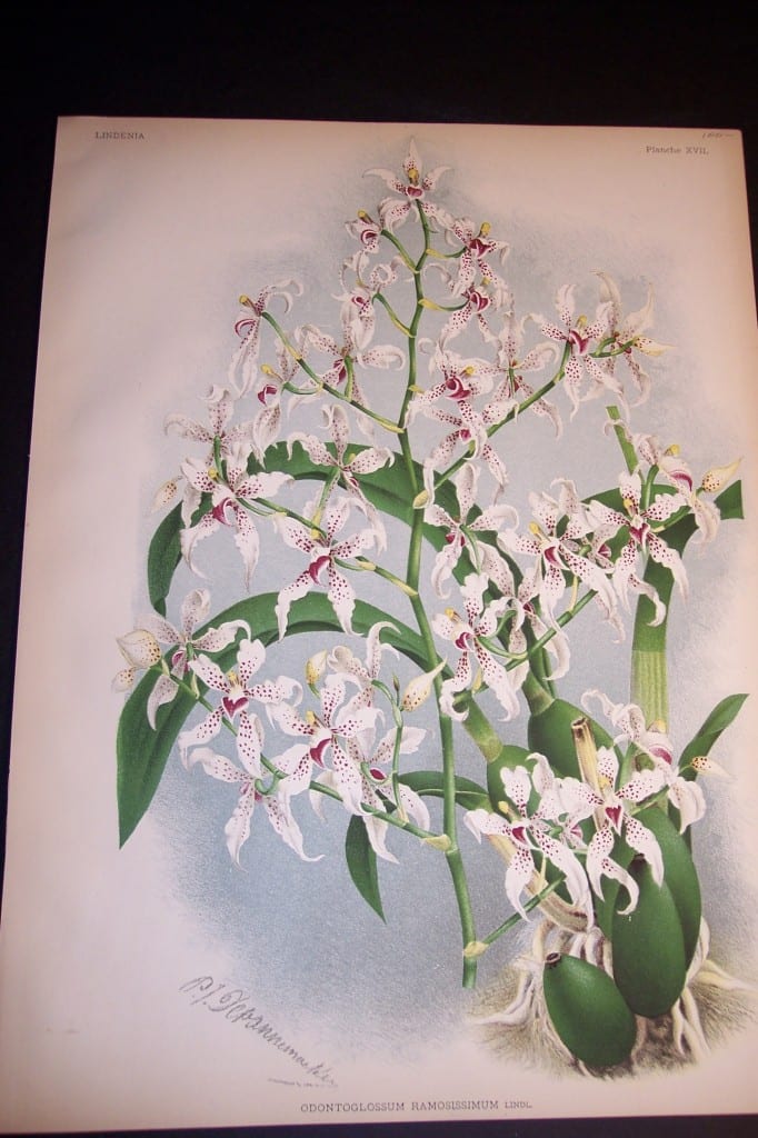 Lindenia Orchid Print 433