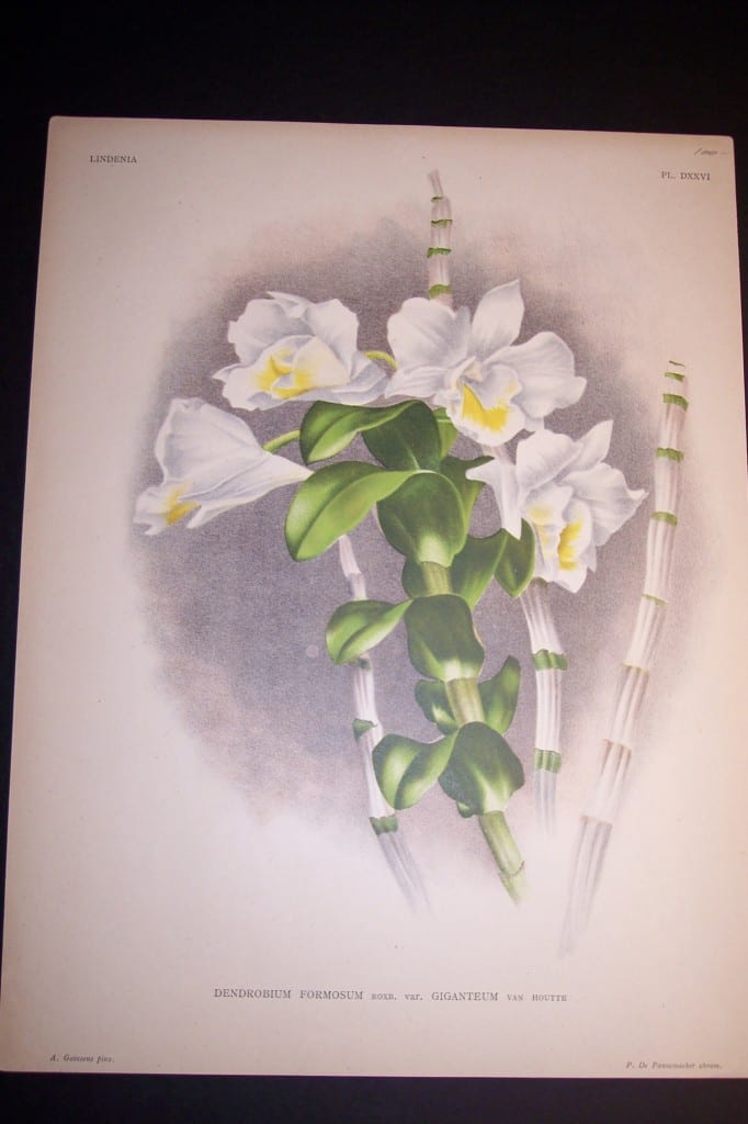 Lindenia Orchid Print 435