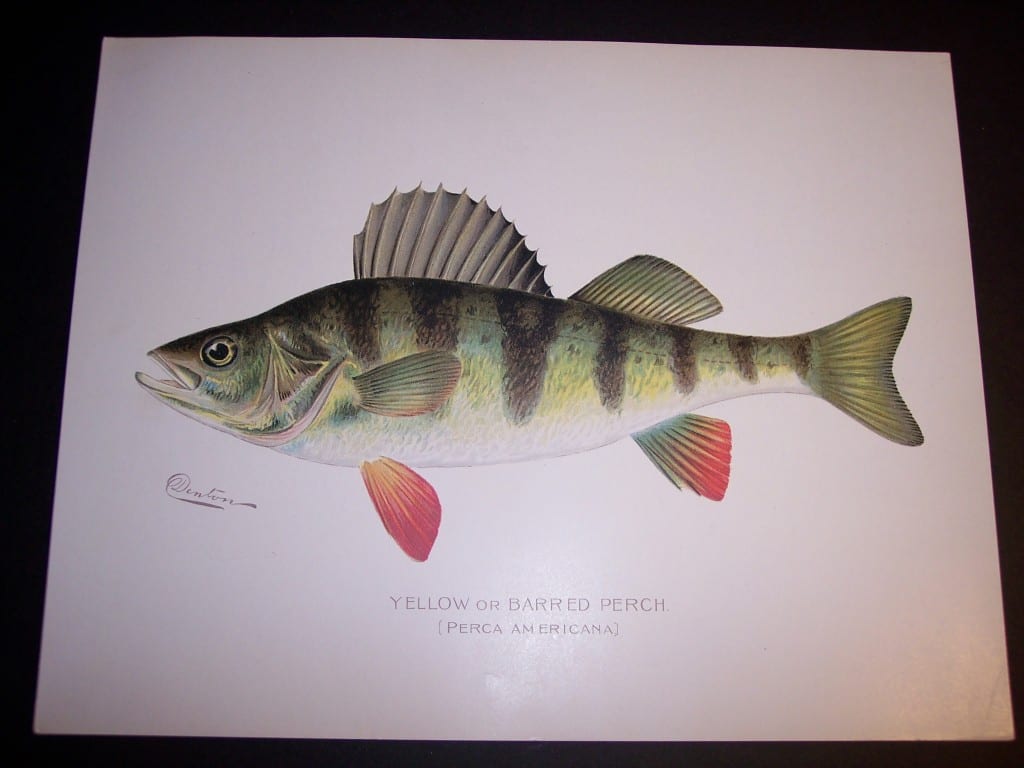 Denton Fish Print 7571 Perch