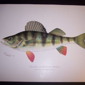 Denton Fish Print 7571 Perch