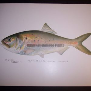 Denton Fish Print 7573 Menhaden $65.