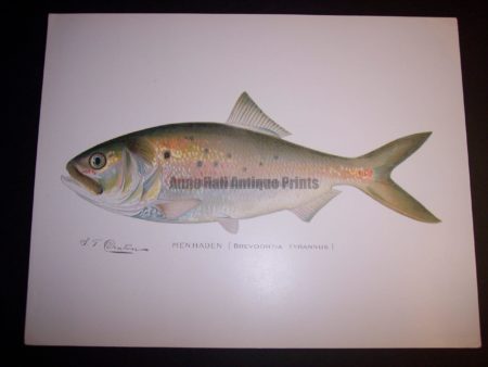 Denton Fish Print 7573 Menhaden $65.