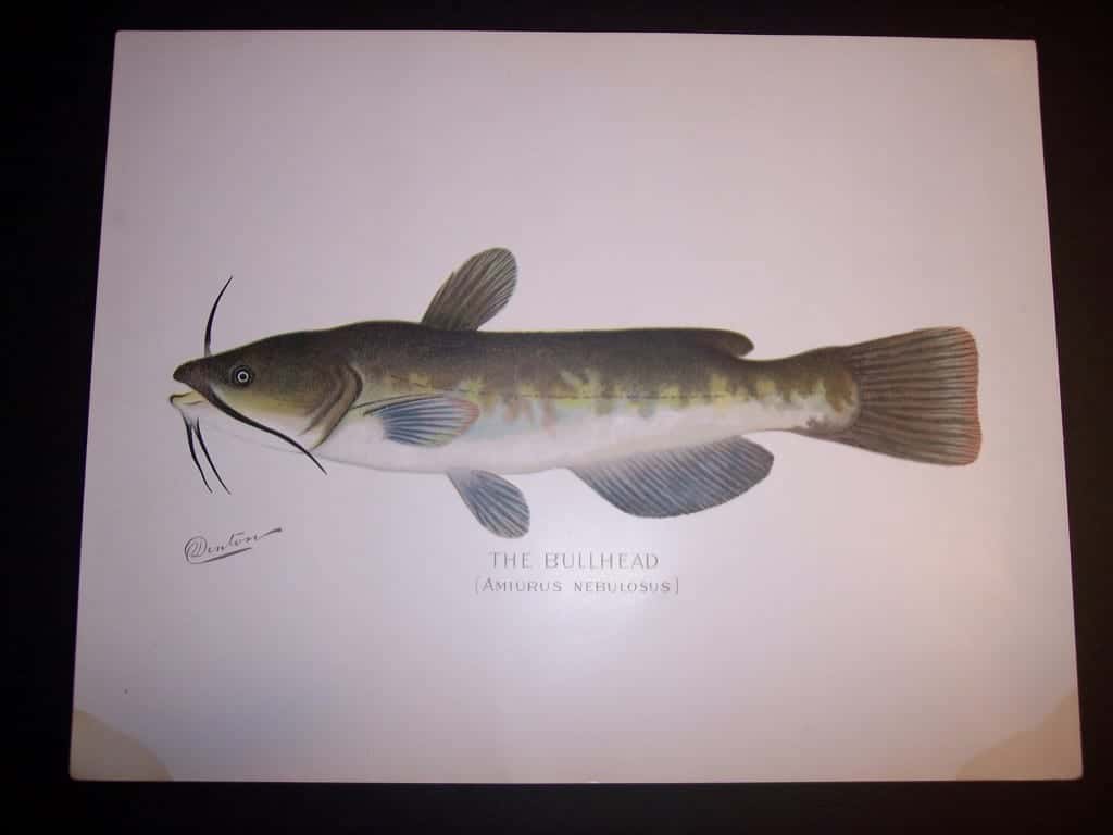 Denton Fish Print Bullhead catfish 7574
