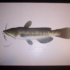 Denton Fish Print Bullhead catfish 7574