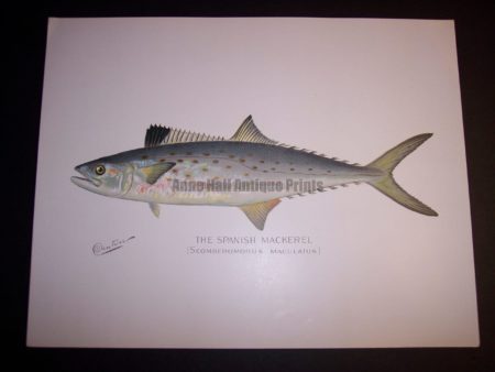 Denton Fish Print Mackeral 7576