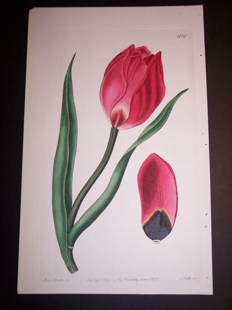 Fancy Flower Hand Colored Tulip