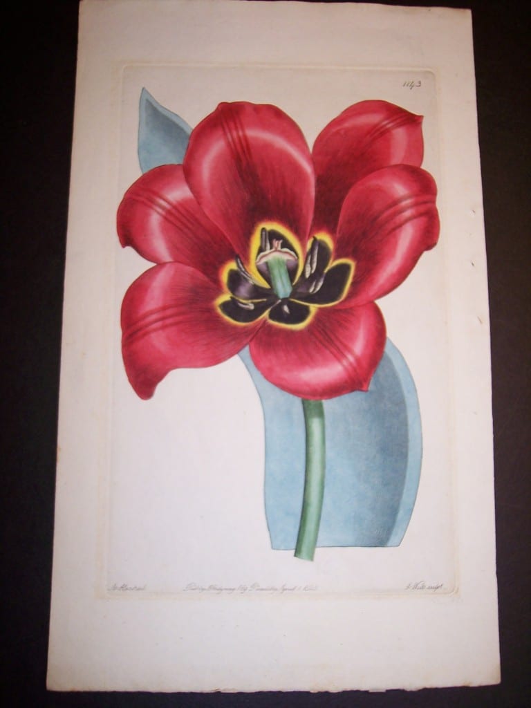 Fancy Flower Hand Colored Tulip