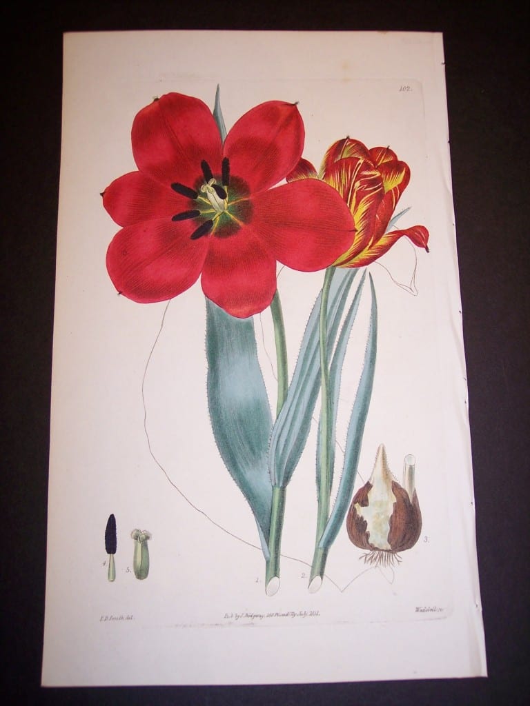 Robert Sweet Tulip. English water colored copper plate engraving