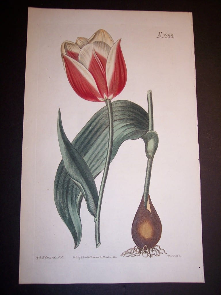 Fancy Flower Hand Colored Tulip 7668