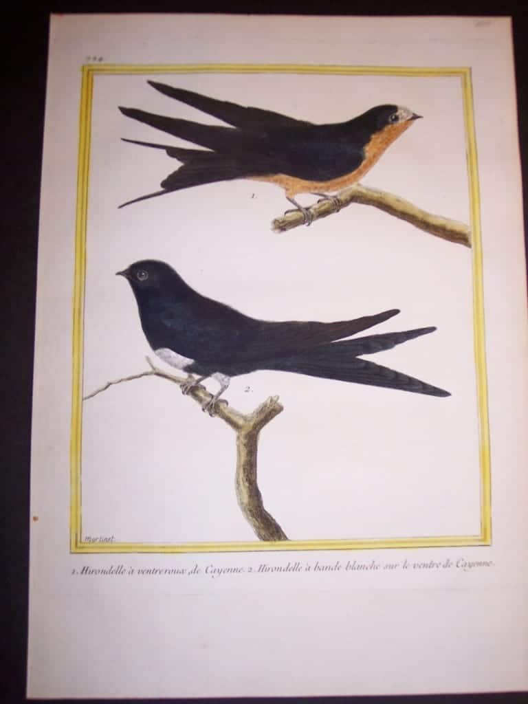 martinet birds, martinet bird prints, prints by martinet, martinet, old prints of birds, old bird prints