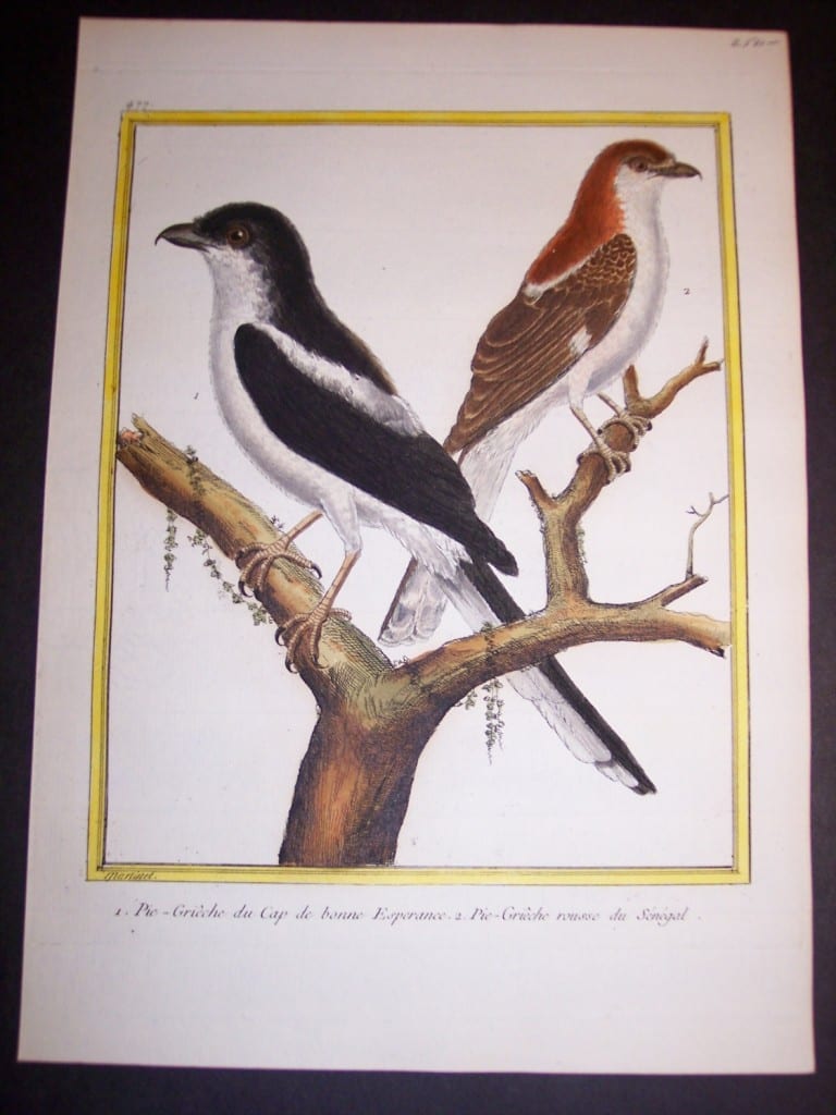 martinet birds, martinet bird prints, prints by martinet, martinet, old prints of birds, old bird prints