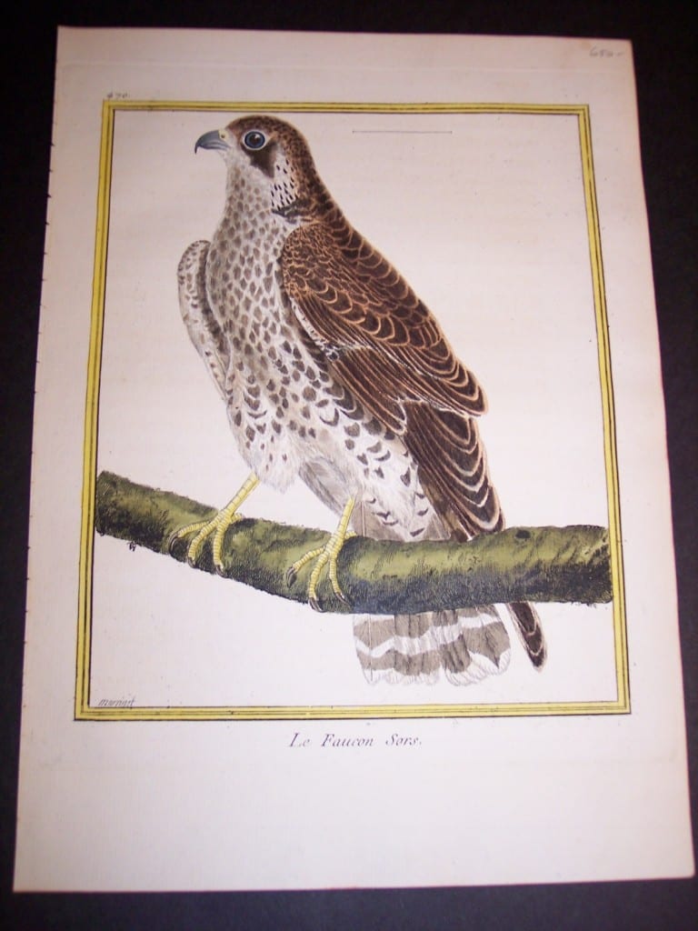 Birds of Prey by Martinet. French hand colored copper plate engraving 1770-1783 @9x12"
