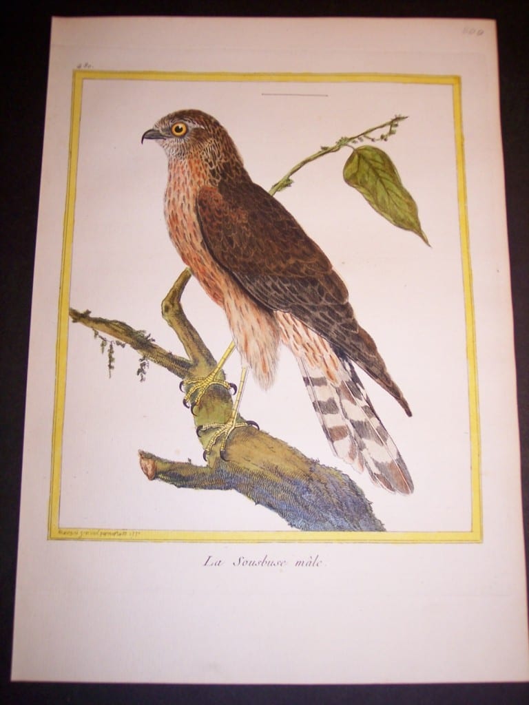 Birds of Prey by Martinet French hand colored copper plate engraving 1770-1783 9x12"