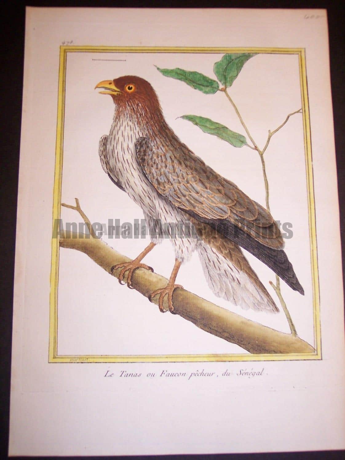 Art Raptors Birds of Prey Print Owl Hawk Eagle Bird Falconer Falcony Decor