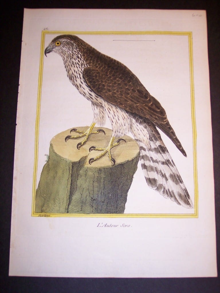 Birds of Prey by Martinet French hand colored copper plate engraving 1770-1783 9x12"