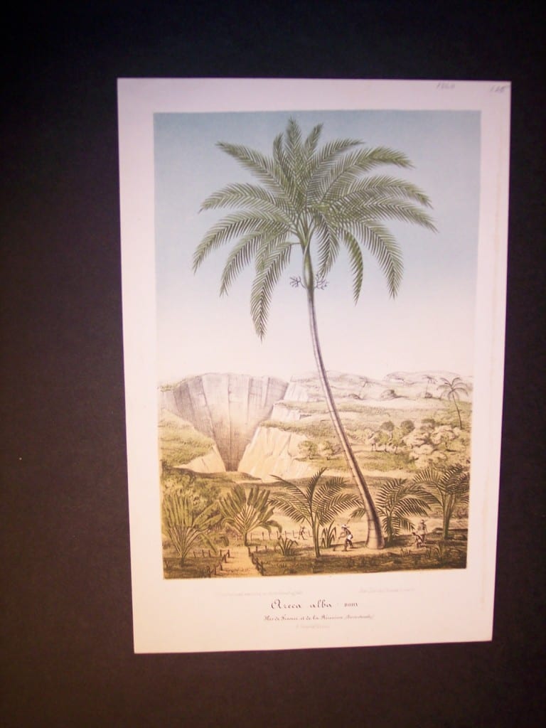 Oreca Alba antique palm print