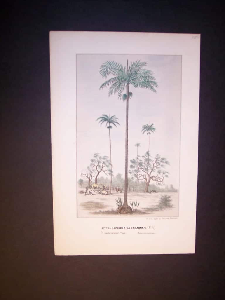 Ptychosperma Alexandrae Antique Palm Print