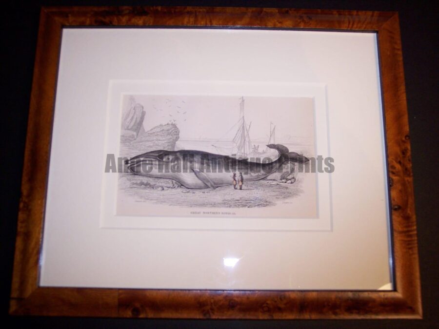 Framed, 19th century, antique engraving of Great Northern or Rorqual Whale in honey toned birdseye maple frame.