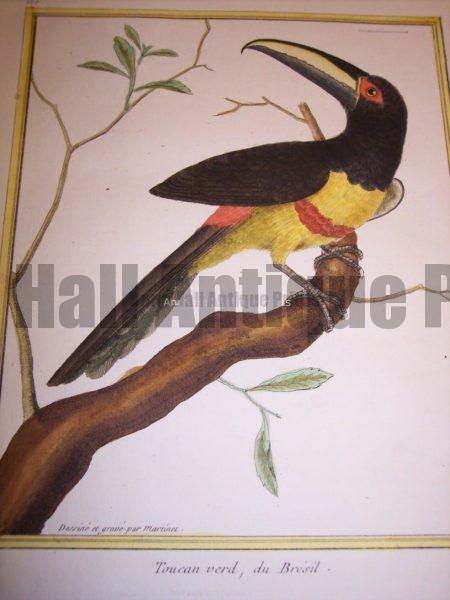 Martinet Toucan engraving from the 18th Century.