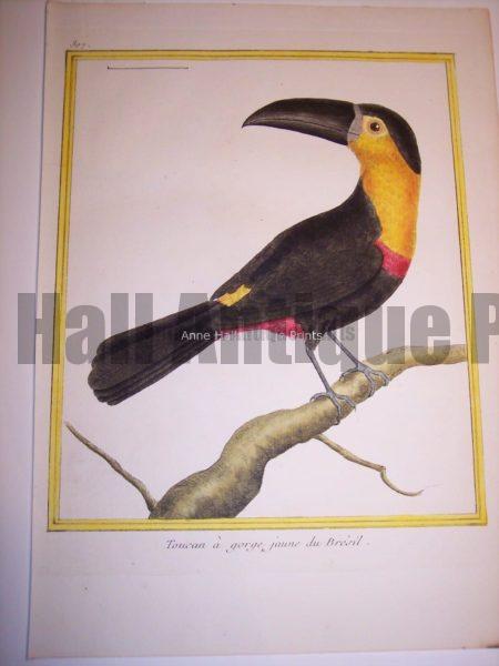 Martinet Toucan engraving from the 18th Century.