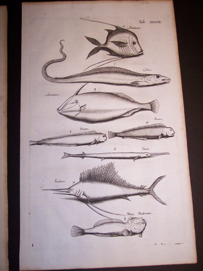 Merian Old Fish Print 1646